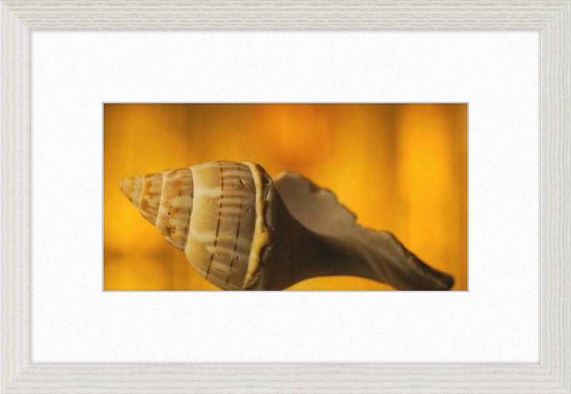Golden Whelk