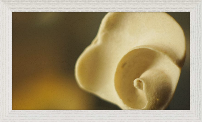 Shell CA3049