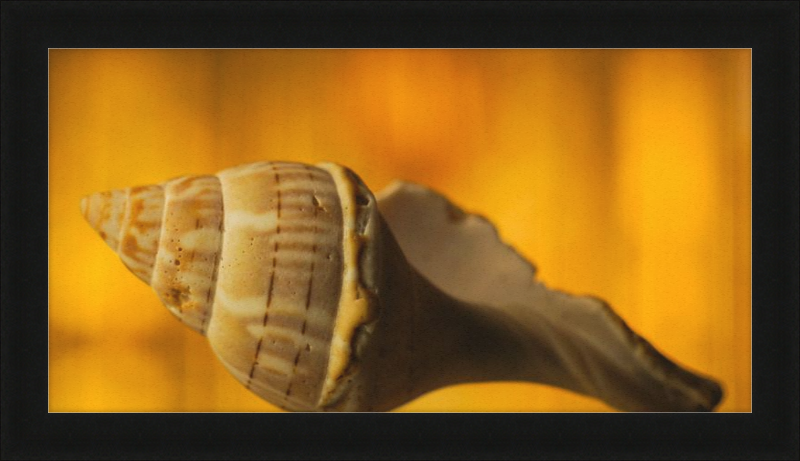 Golden Whelk