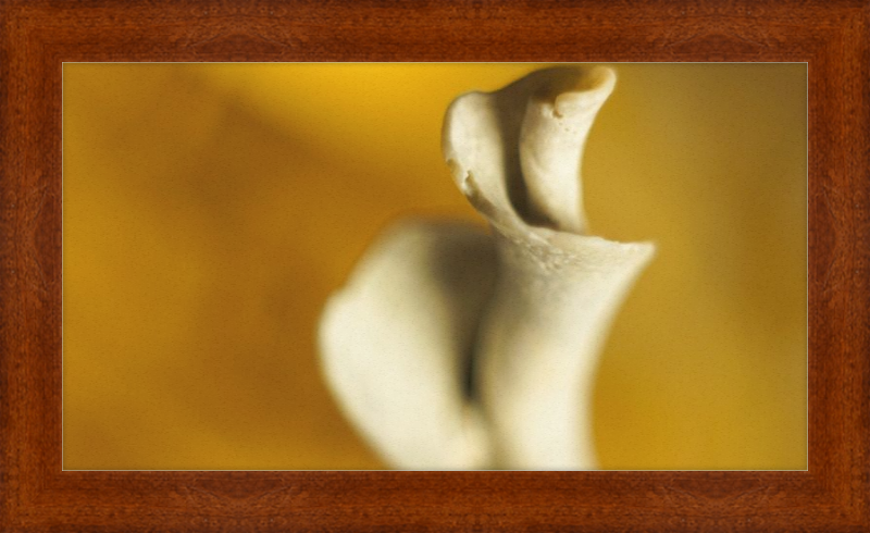 Shell CA2818