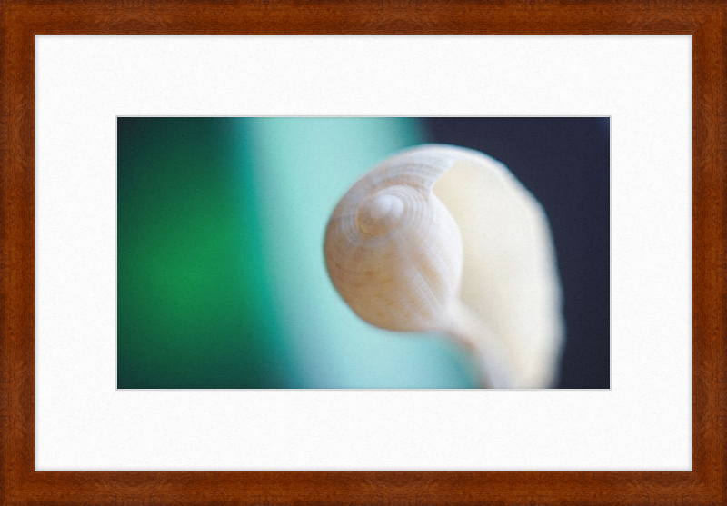 Shell CA2695