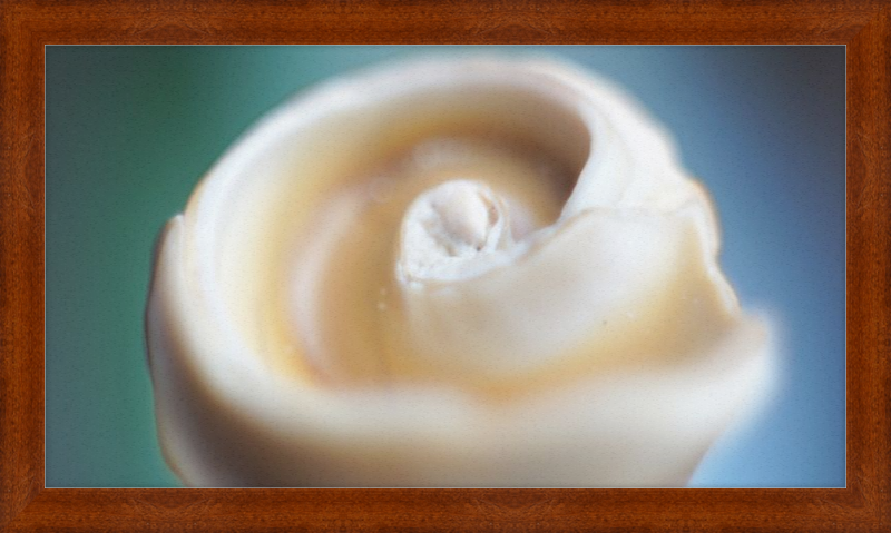 Shell CA2679