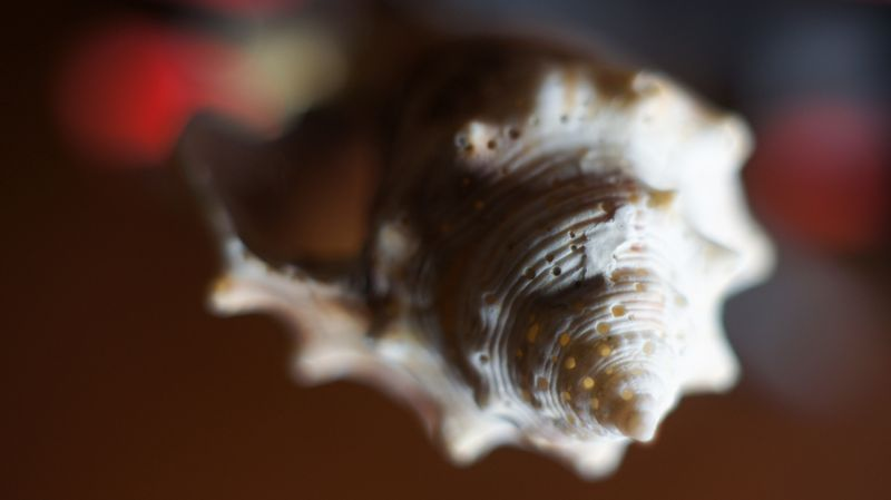 Shell CA2663