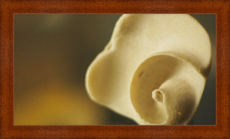 Shell CA3049