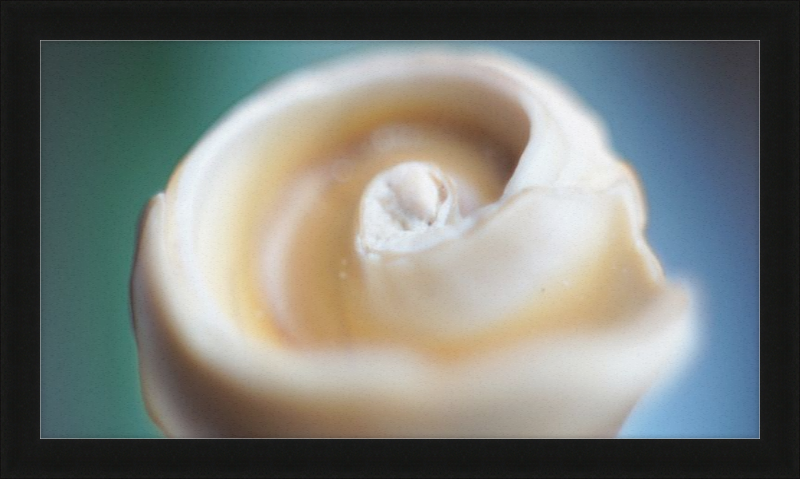 Shell CA2679