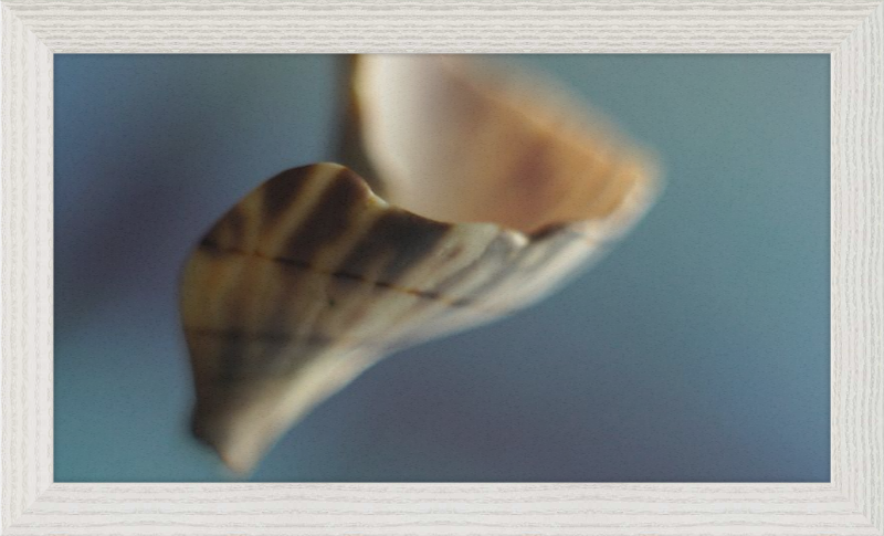 Shell CA2717