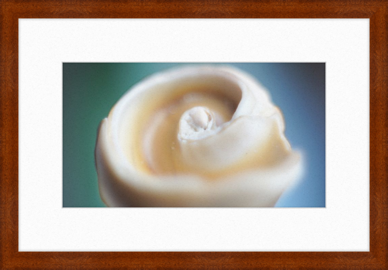 Shell CA2679