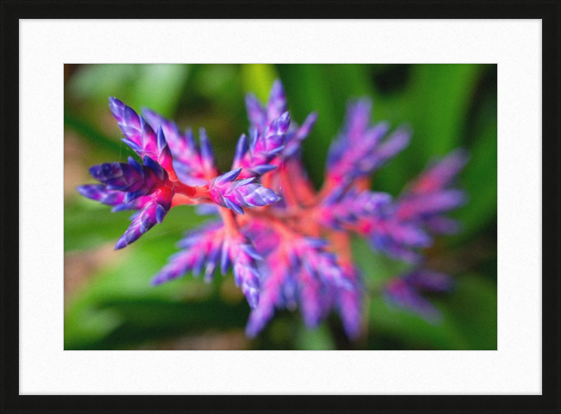 South Florida Beauty 2