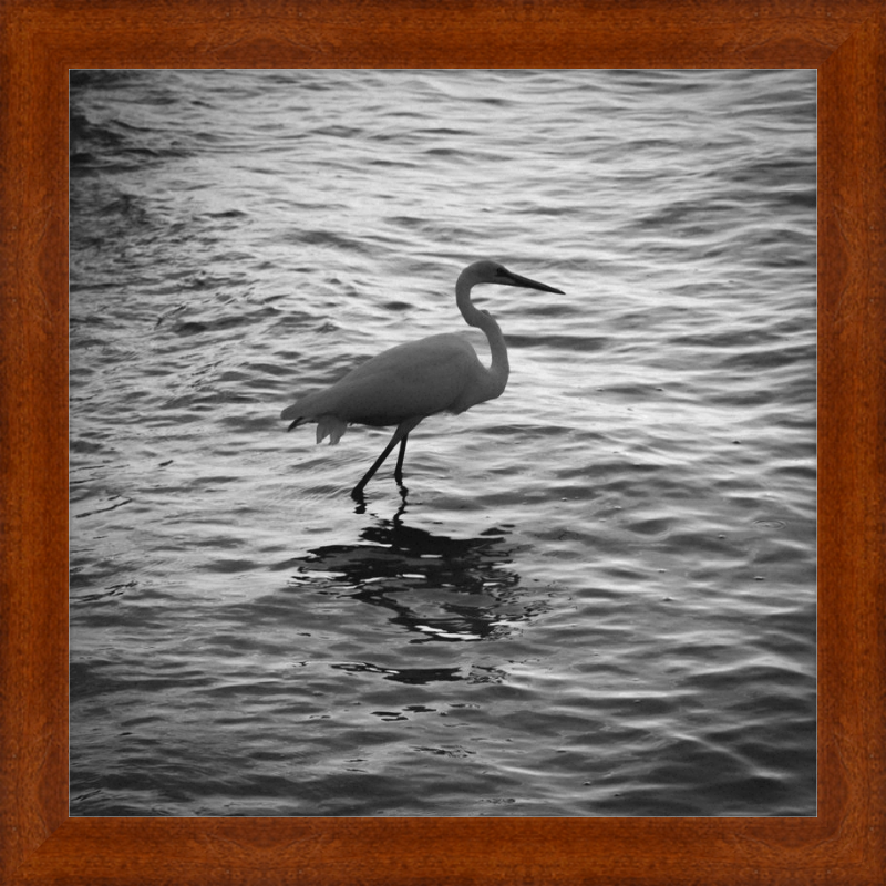 Sunset Key Egret