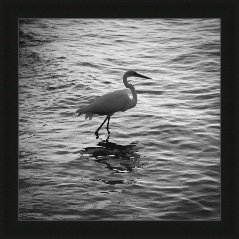 Sunset Key Egret