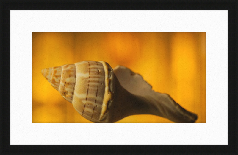 Golden Whelk