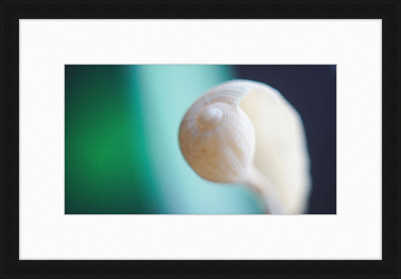 Shell CA2695