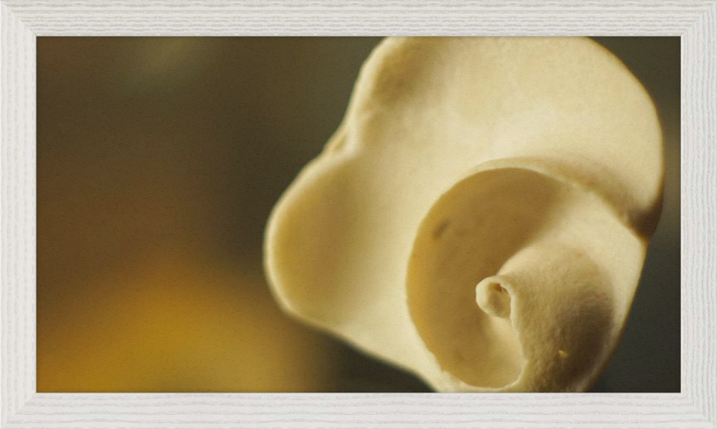 Shell CA3049