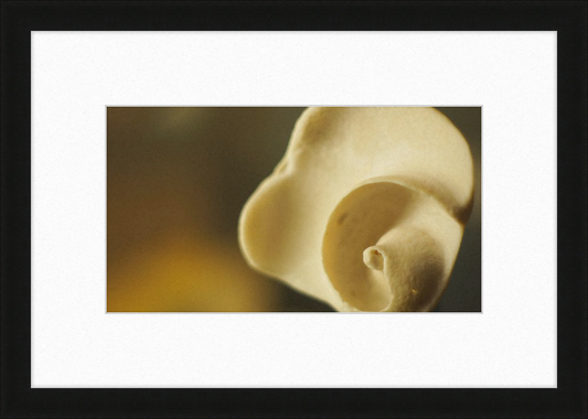 Shell CA3049