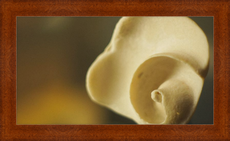 Shell CA3049