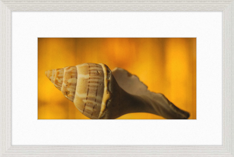 Golden Whelk
