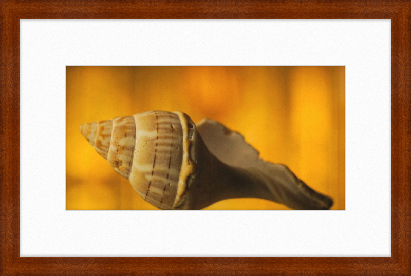 Golden Whelk