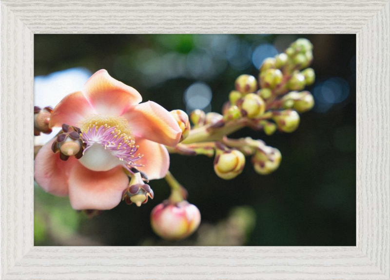 South Florida Beauty