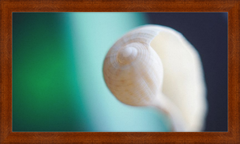 Shell CA2695