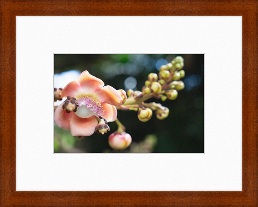 South Florida Beauty