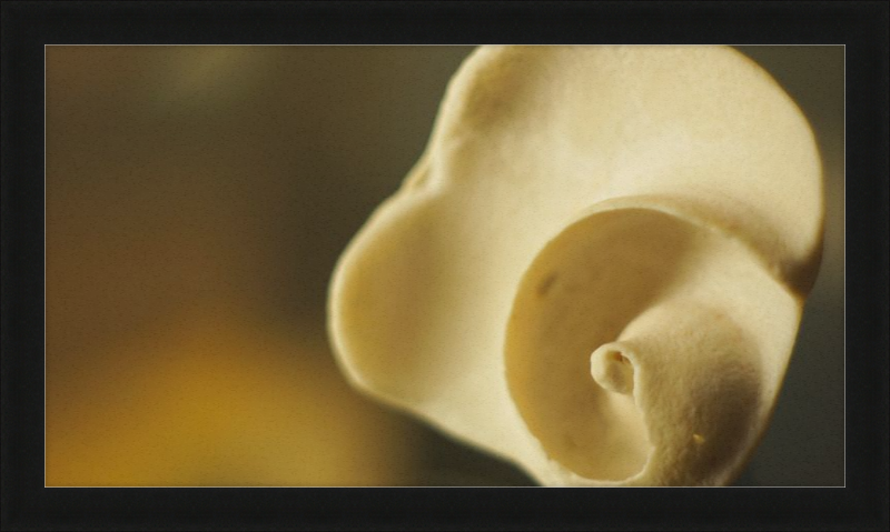 Shell CA3049