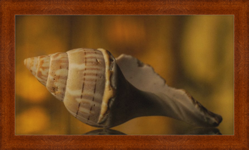 Shell CA3038