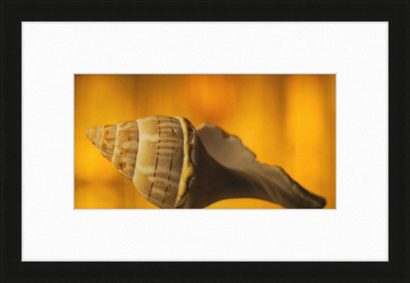 Golden Whelk