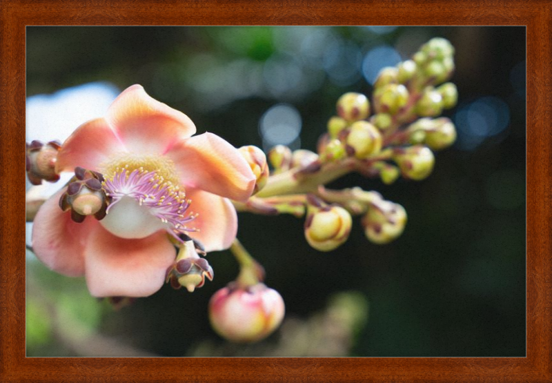 South Florida Beauty