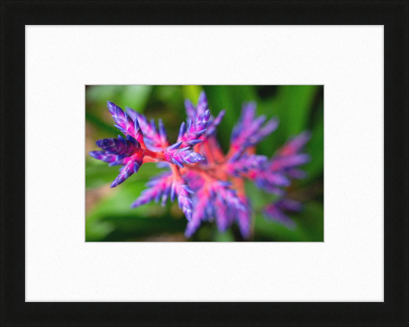 South Florida Beauty 2