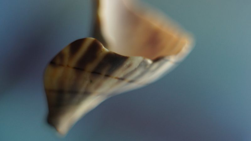 Shell CA2717