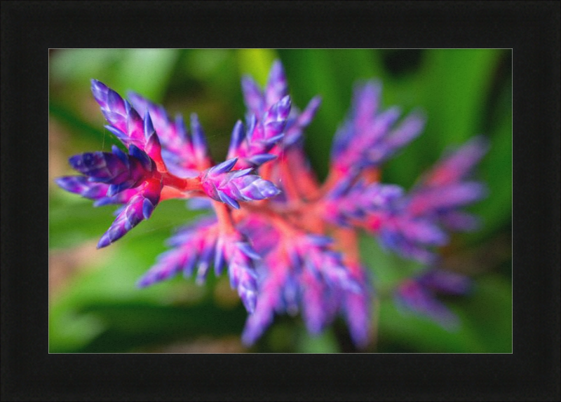 South Florida Beauty 2