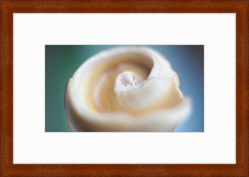 Shell CA2679