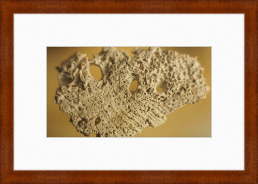 Shell CA2939