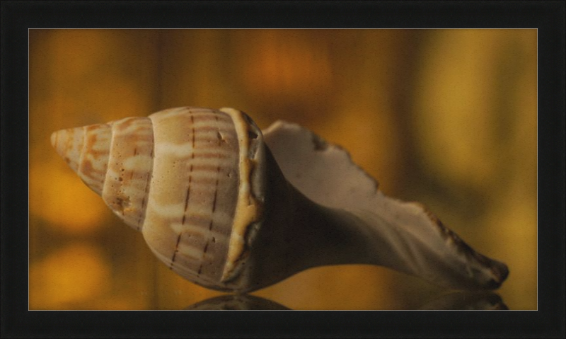 Shell CA3038