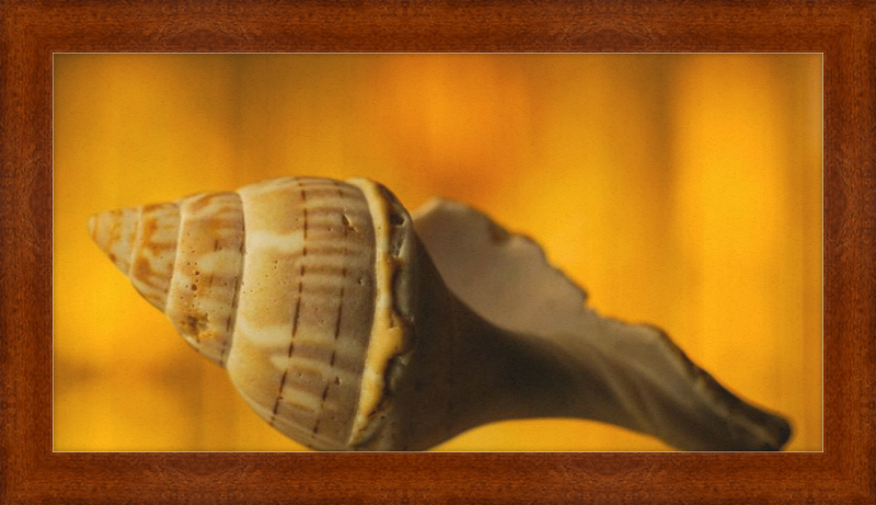 Golden Whelk