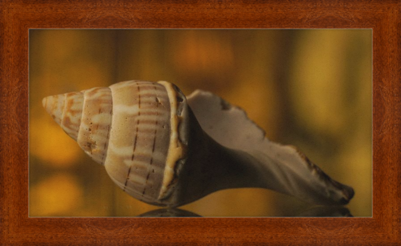 Shell CA3038