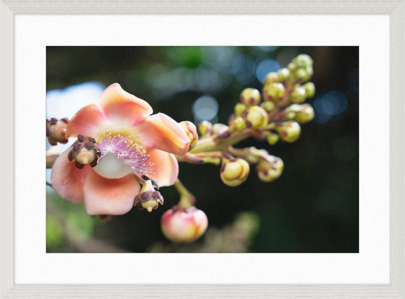 South Florida Beauty