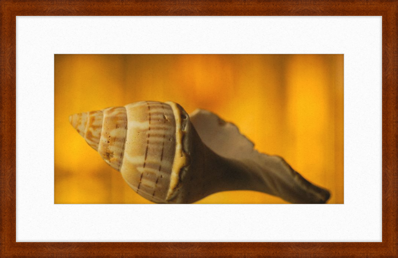 Golden Whelk