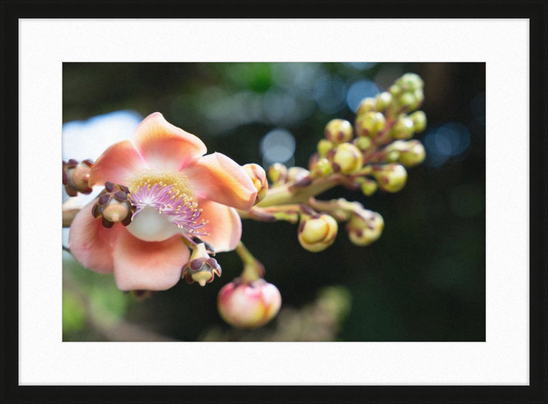 South Florida Beauty