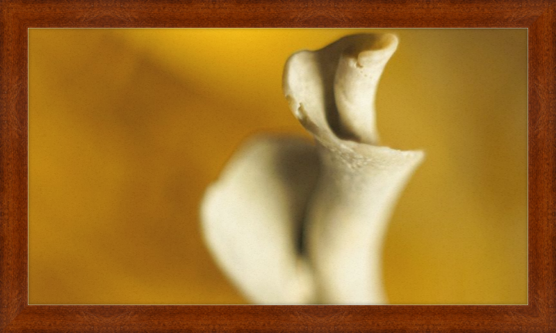Shell CA2818