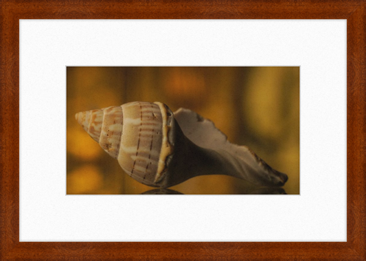Shell CA3038