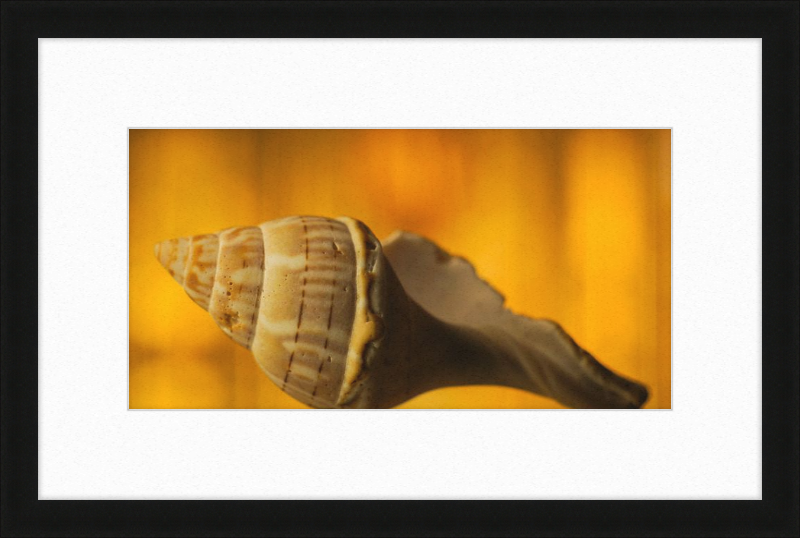 Golden Whelk