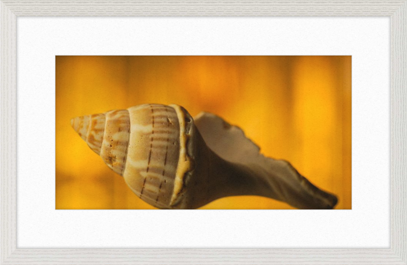 Golden Whelk