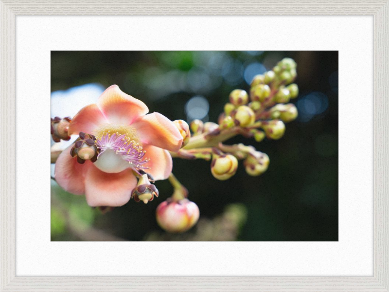 South Florida Beauty