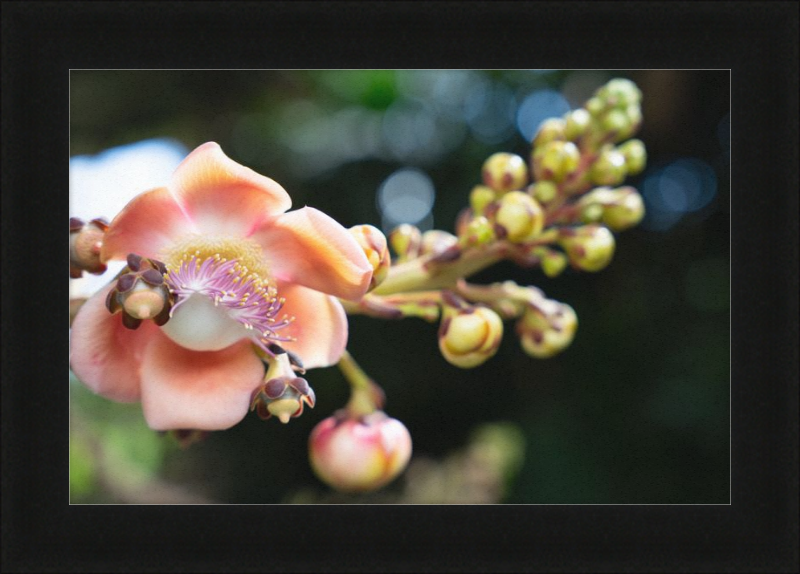 South Florida Beauty