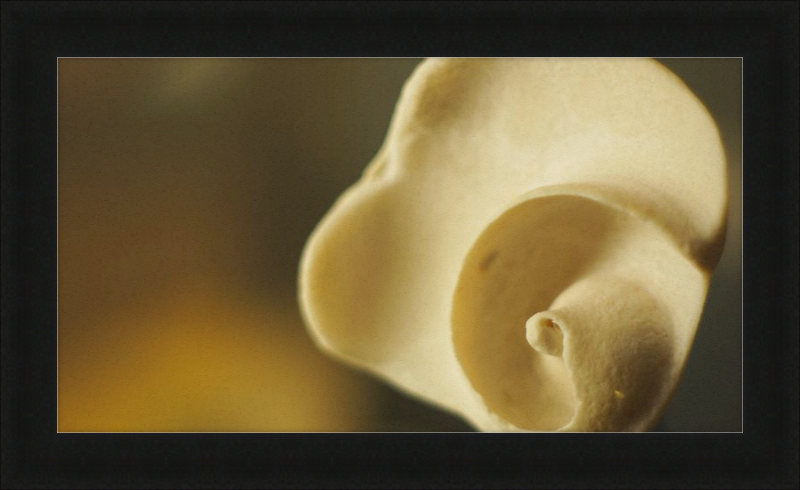 Shell CA3049