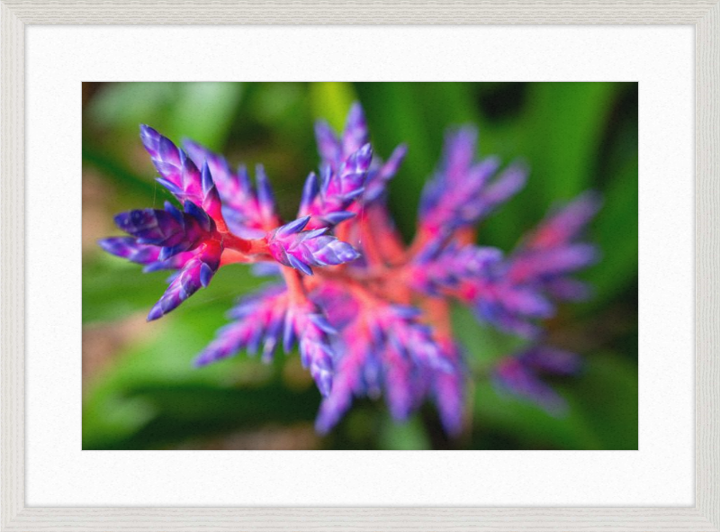 South Florida Beauty 2