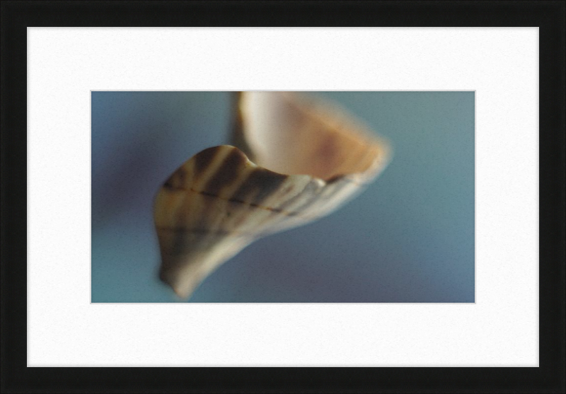 Shell CA2717