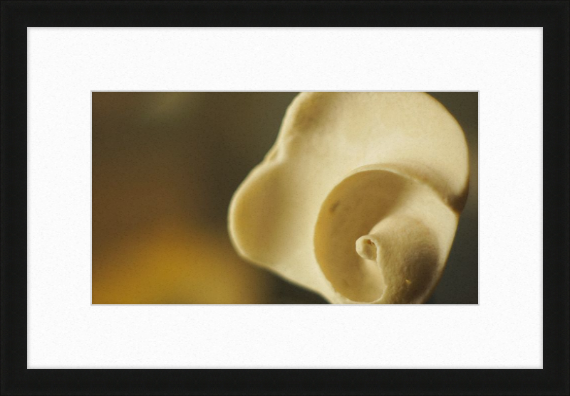 Shell CA3049