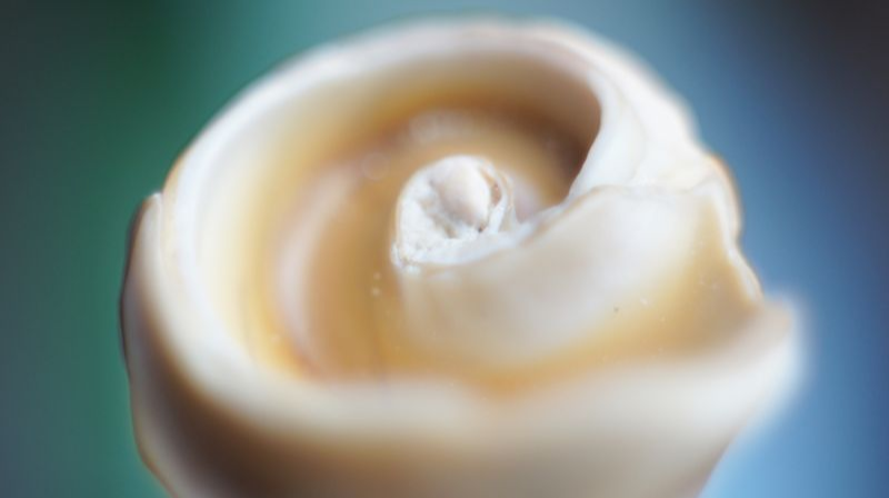 Shell CA2679